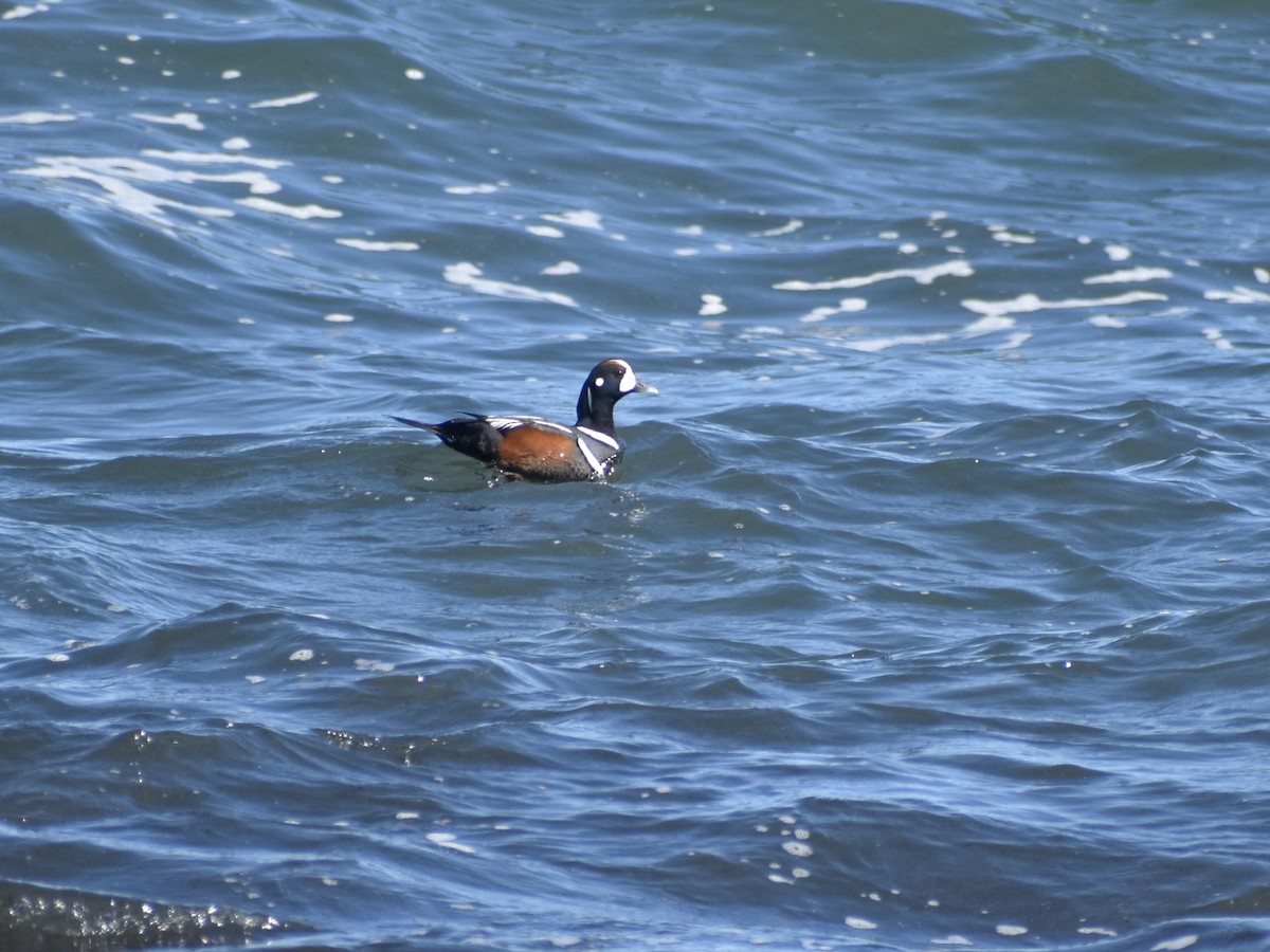 Harlequin Duck - ML620455613