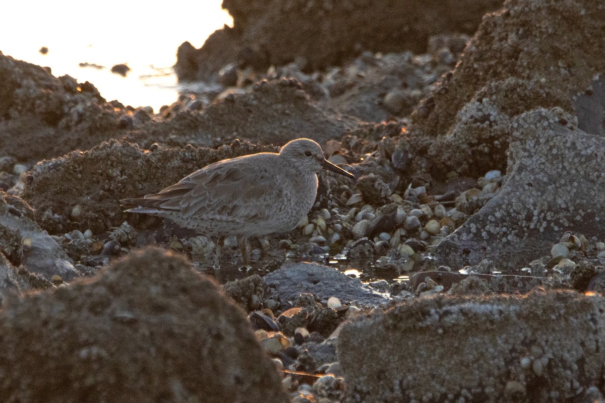 Red Knot - ML620455615