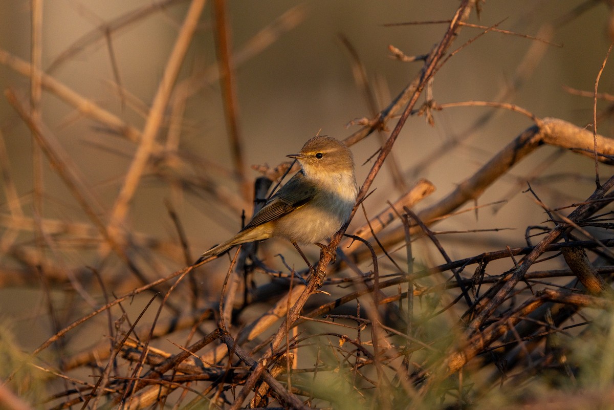 Common Chiffchaff - ML620455618