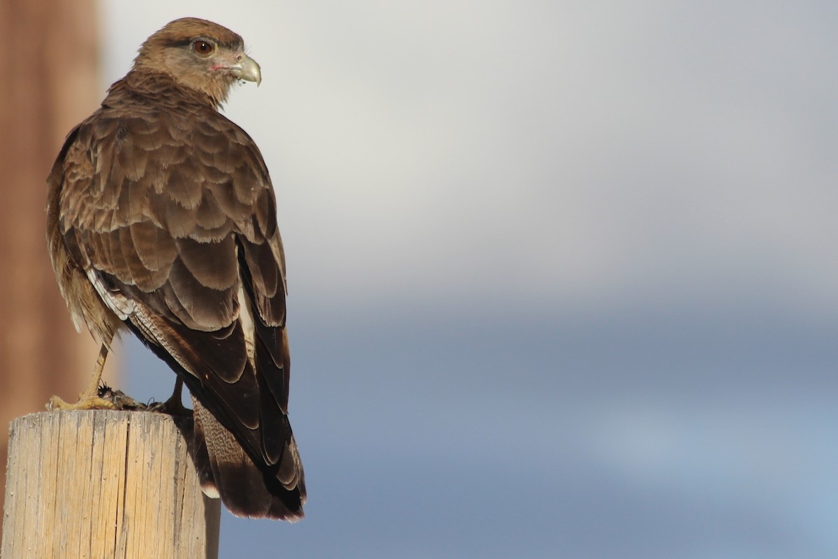 Chimango Caracara - ML620455623