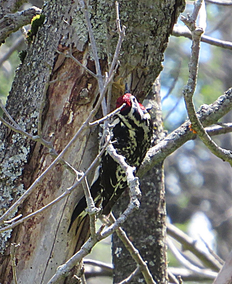 Yellow-bellied Sapsucker - ML620455625