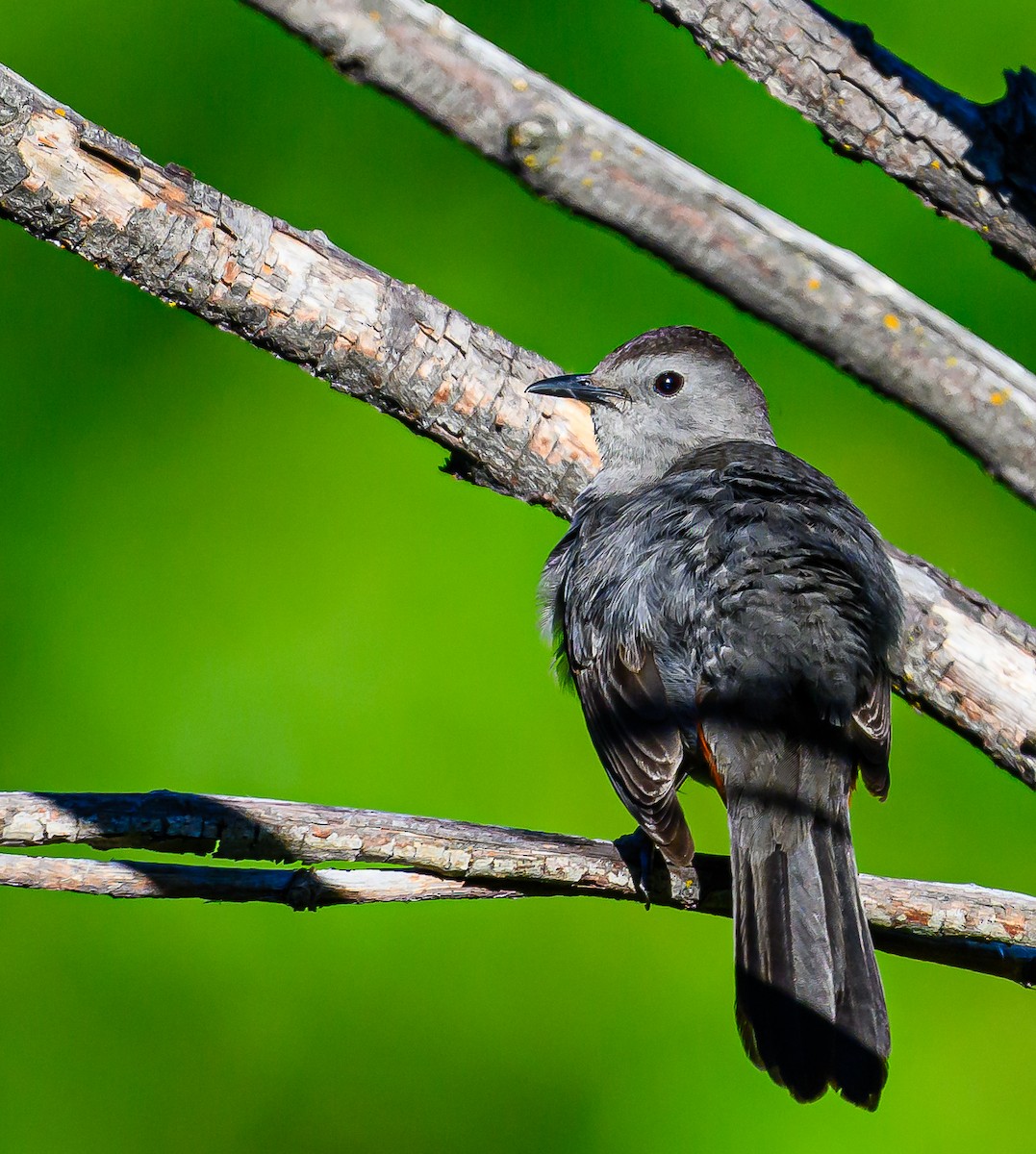 Gray Catbird - ML620455636