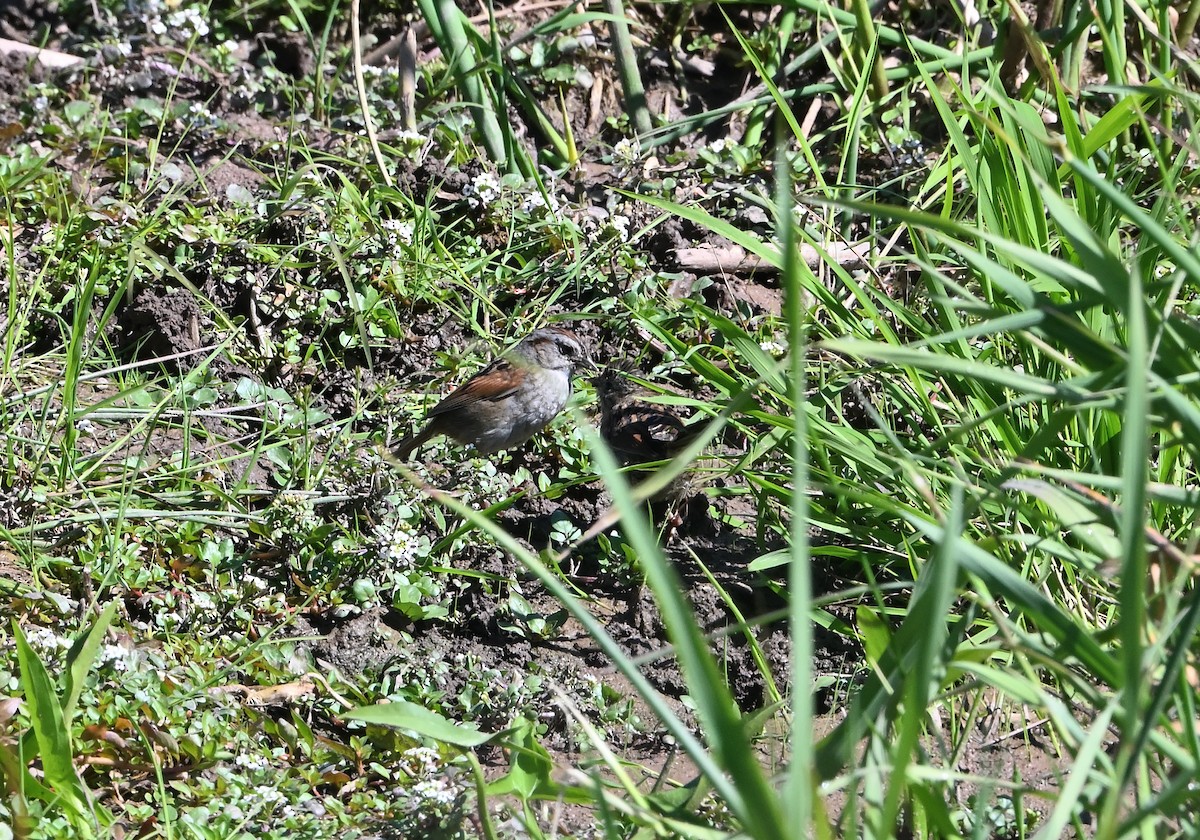 Swamp Sparrow - ML620455641