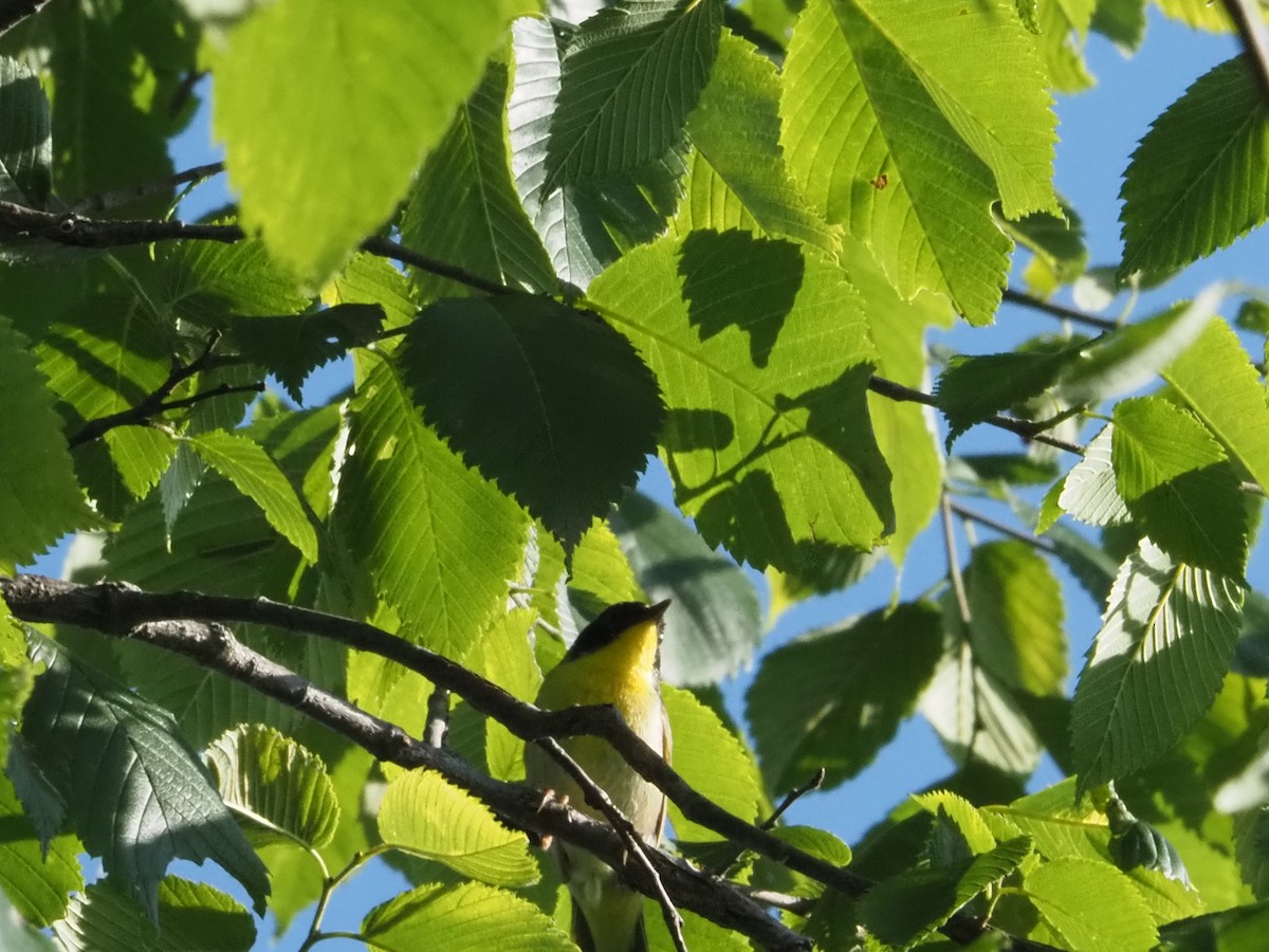 Common Yellowthroat - ML620455642