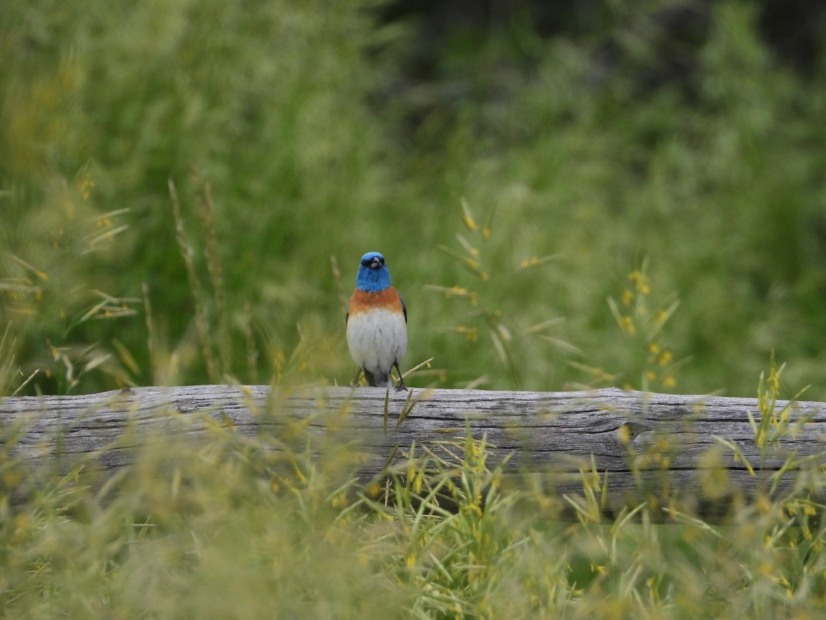 Lazuli Bunting - ML620455643