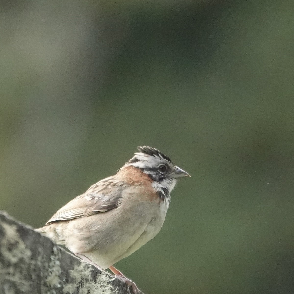 Rufous-collared Sparrow - ML620455648