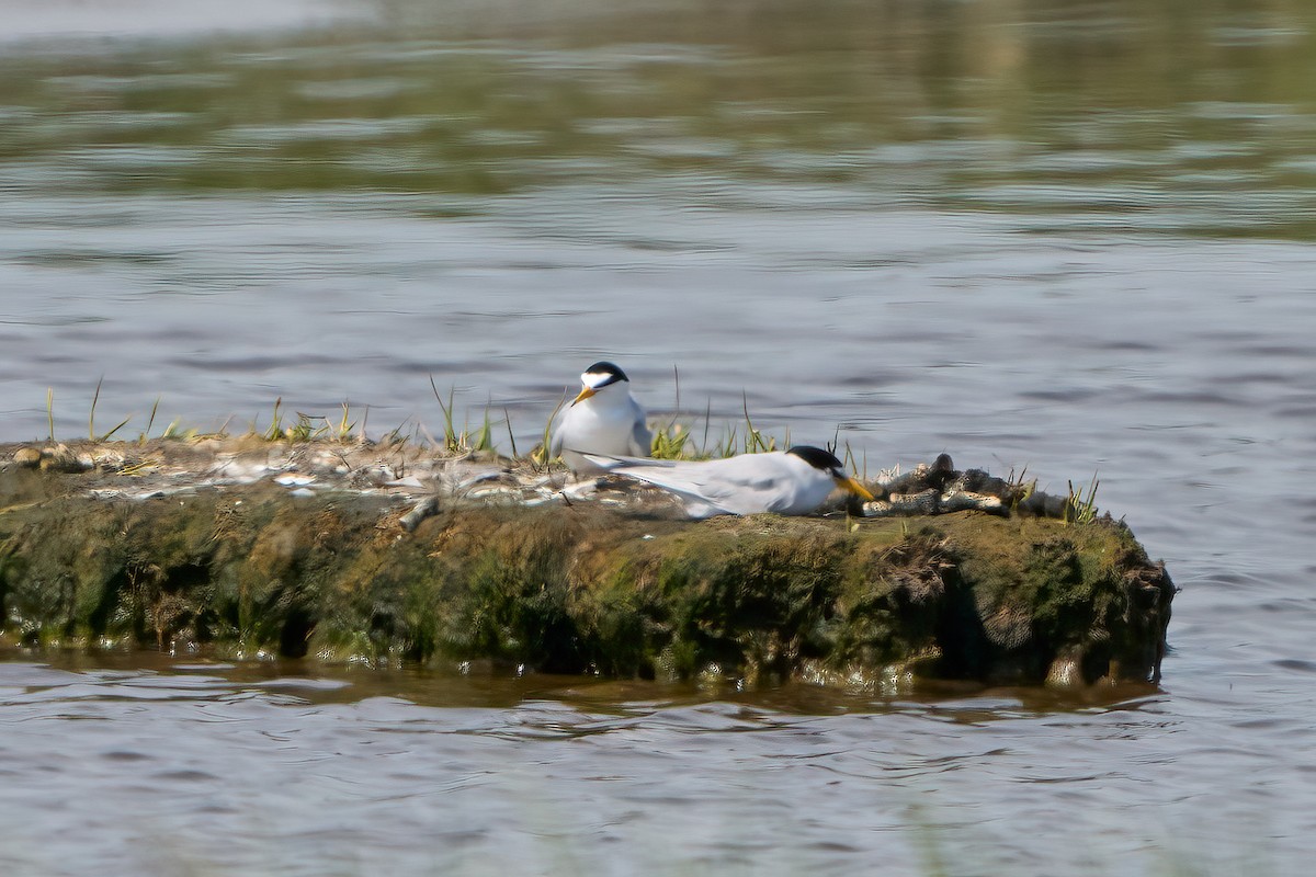 Least Tern - ML620455649