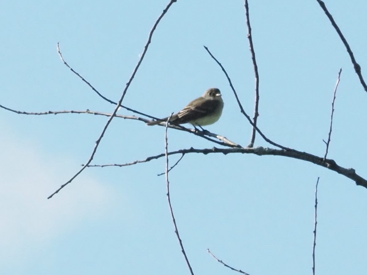 Willow Flycatcher - Bob Maddox