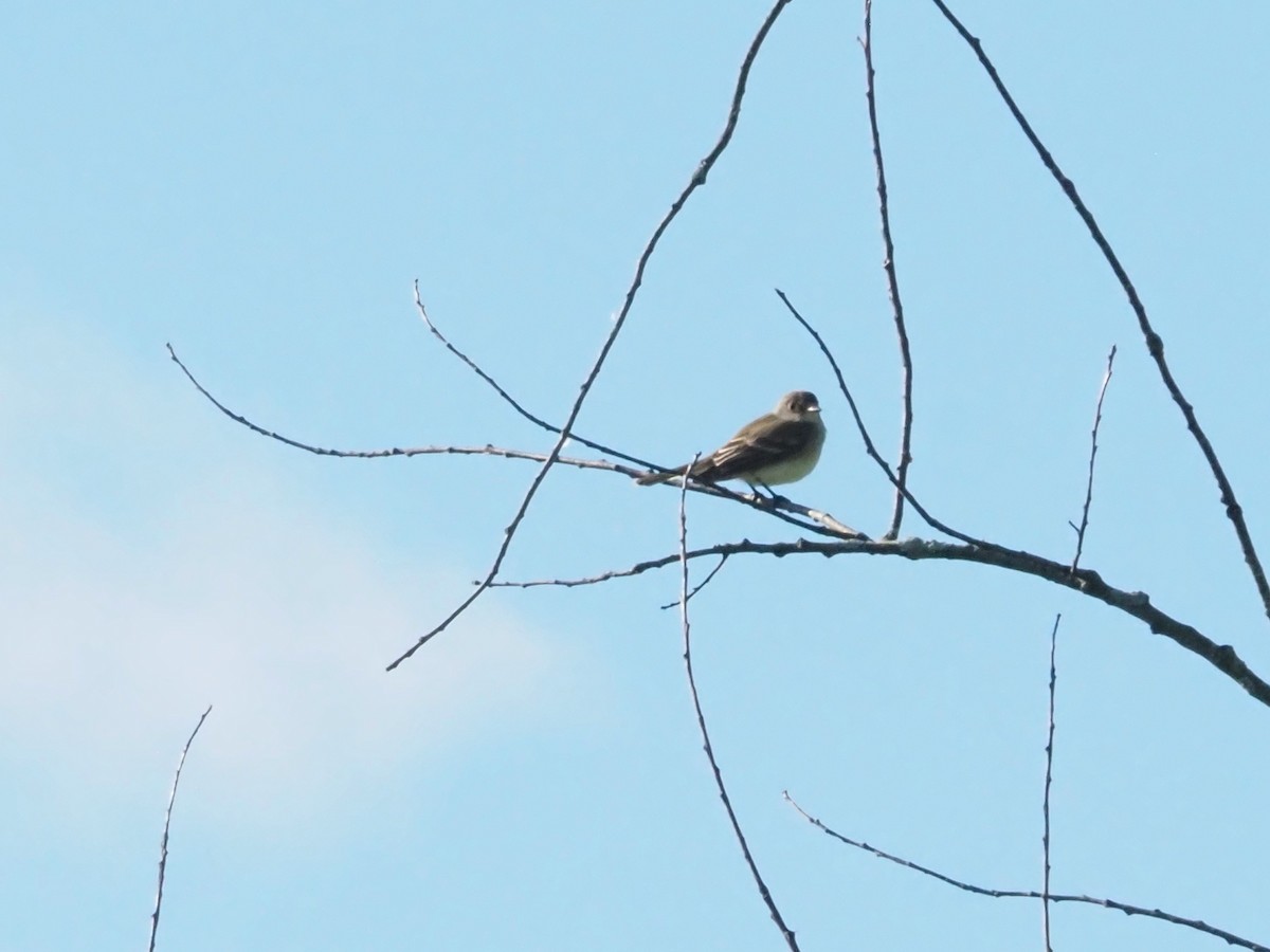 Willow Flycatcher - ML620455651