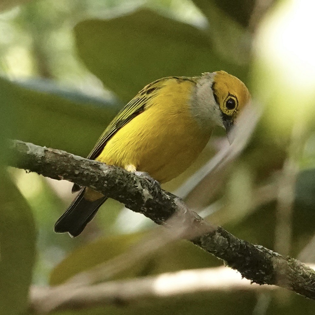 Silver-throated Tanager - ML620455654