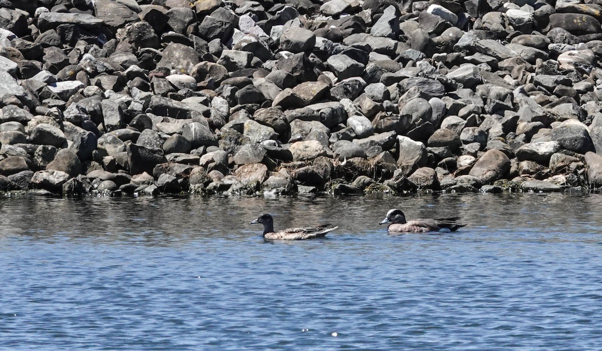 American Wigeon - ML620455656