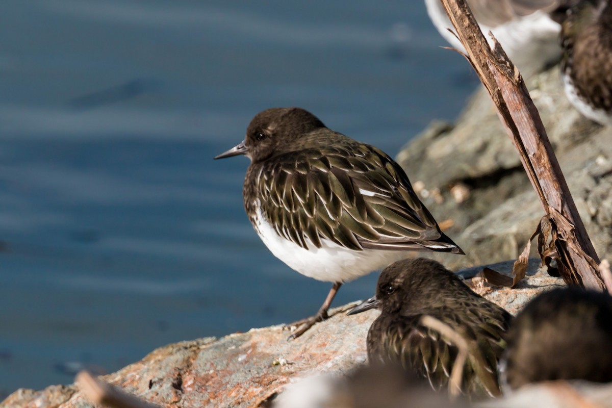 Black Turnstone - ML620455659