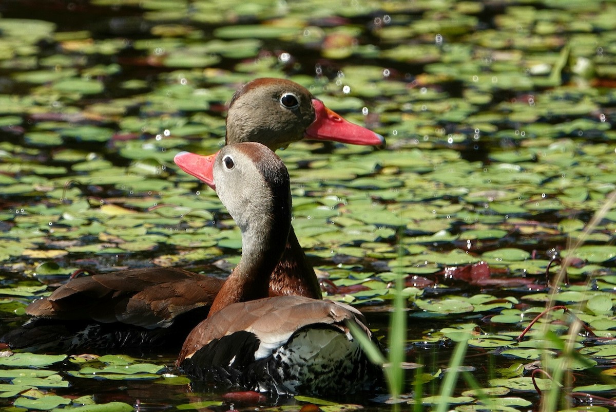 Black-bellied Whistling-Duck - ML620455661