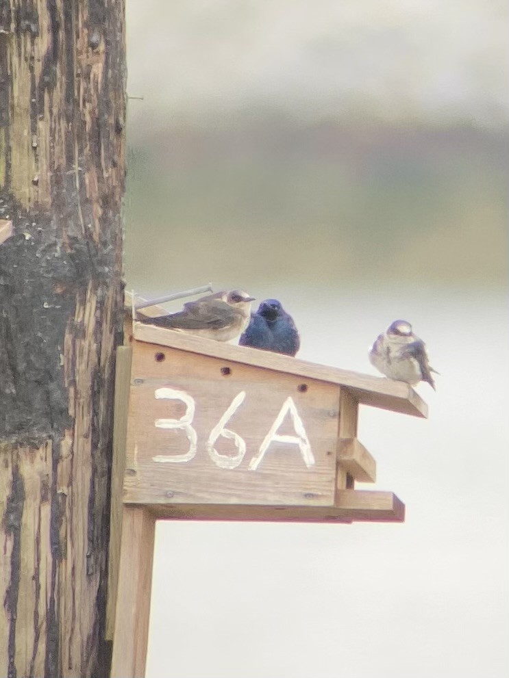 Purple Martin - ML620455665