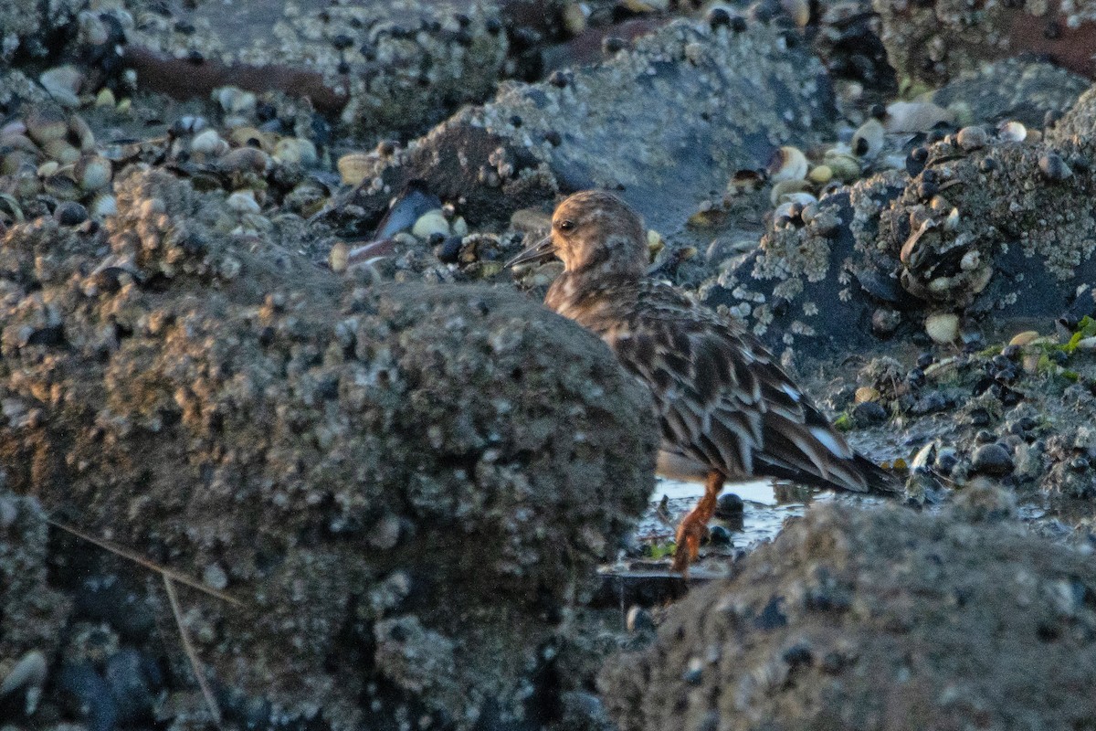 Ruddy Turnstone - ML620455669