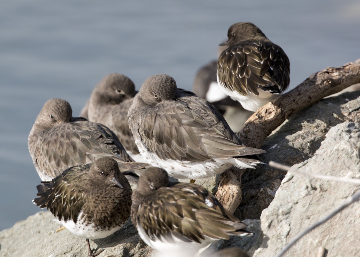 Surfbird - ML620455671