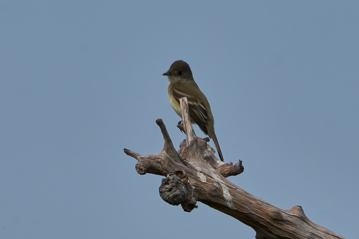 Willow Flycatcher - ML620455677