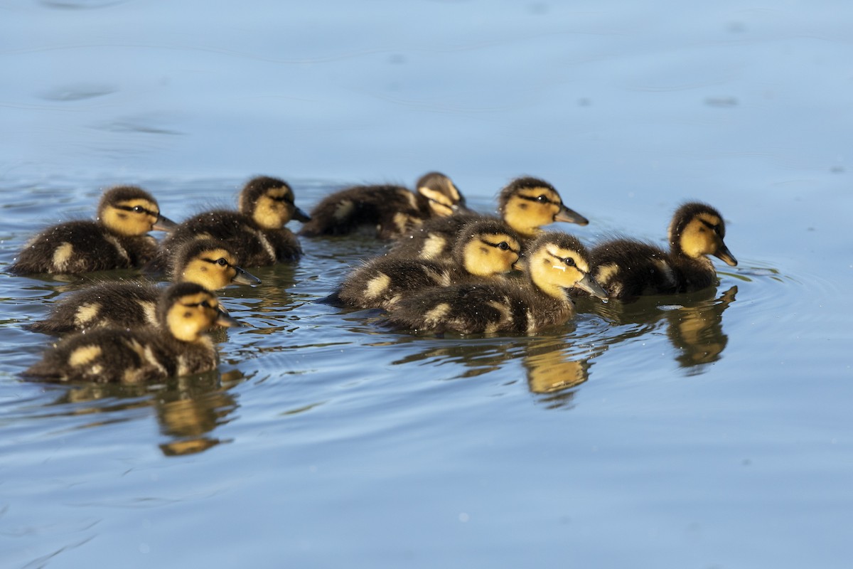 Mallard - John Troth