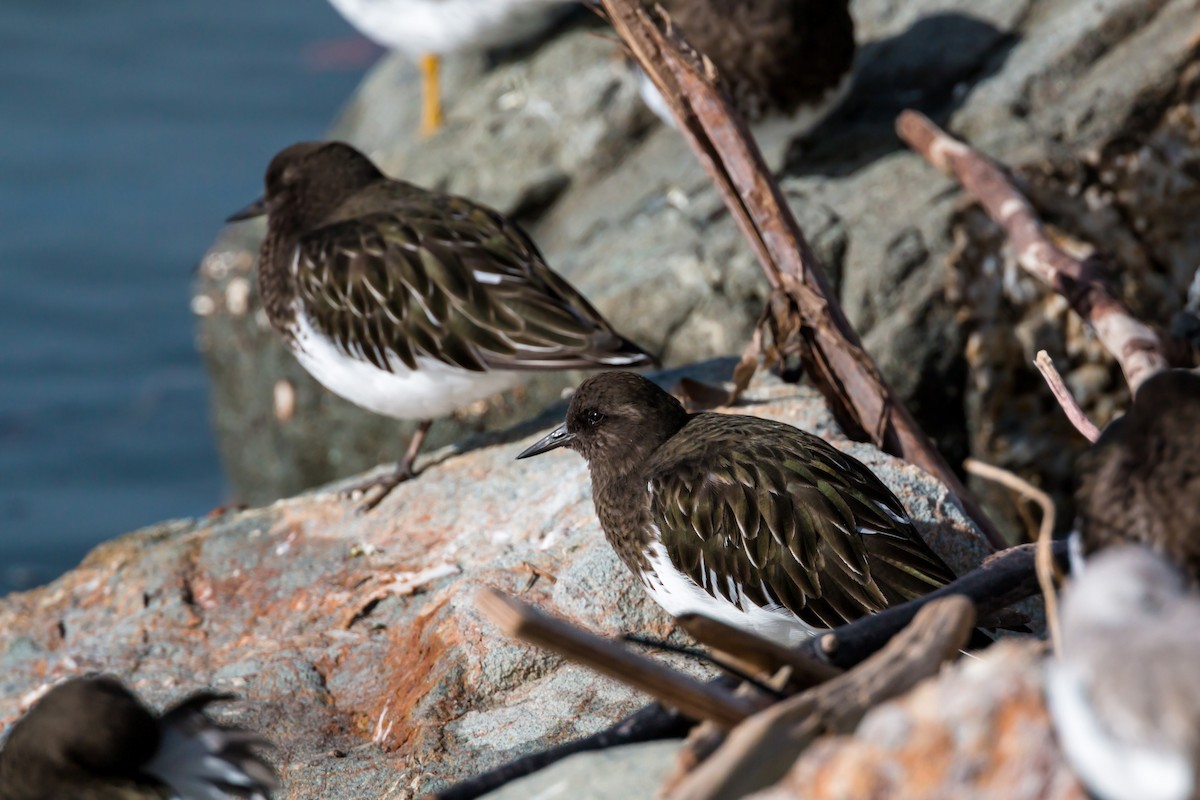 Black Turnstone - ML620455689