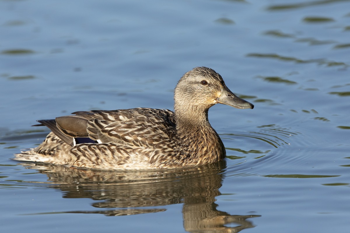 Canard colvert - ML620455694