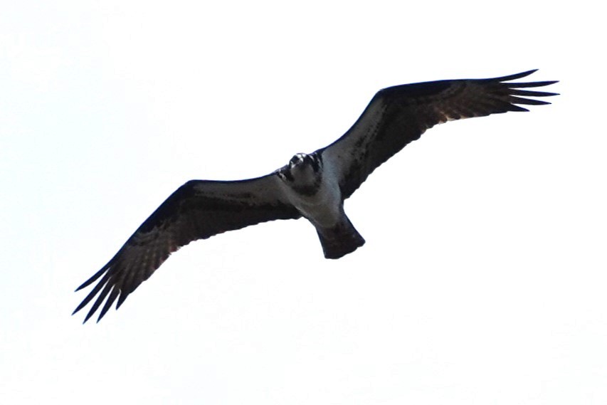 Águila Pescadora - ML620455695