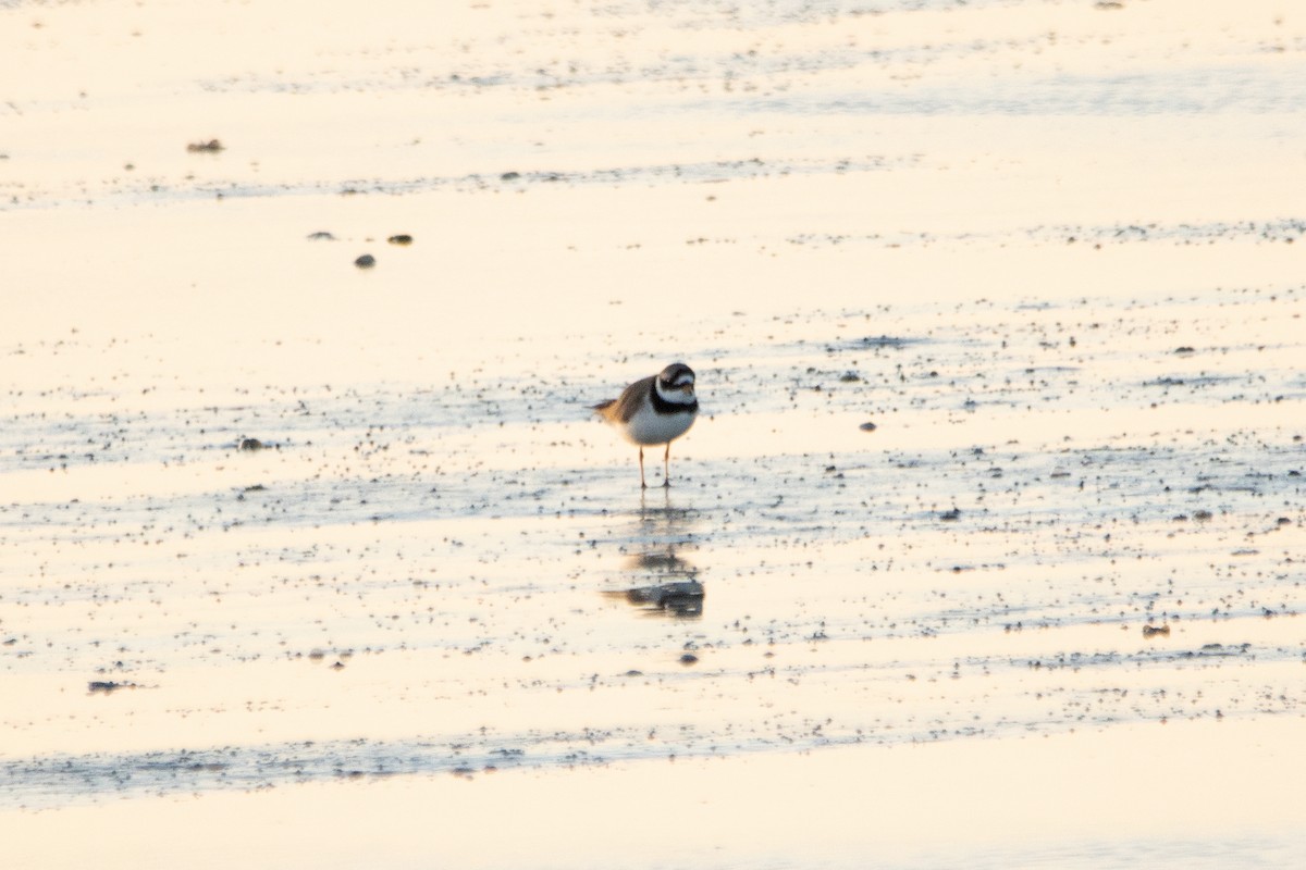 Common Ringed Plover - ML620455696