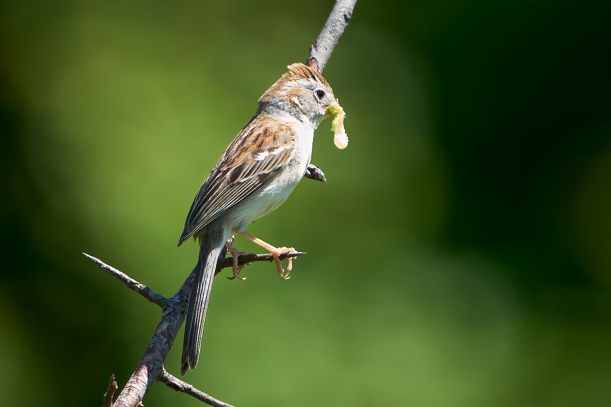 Field Sparrow - ML620455697