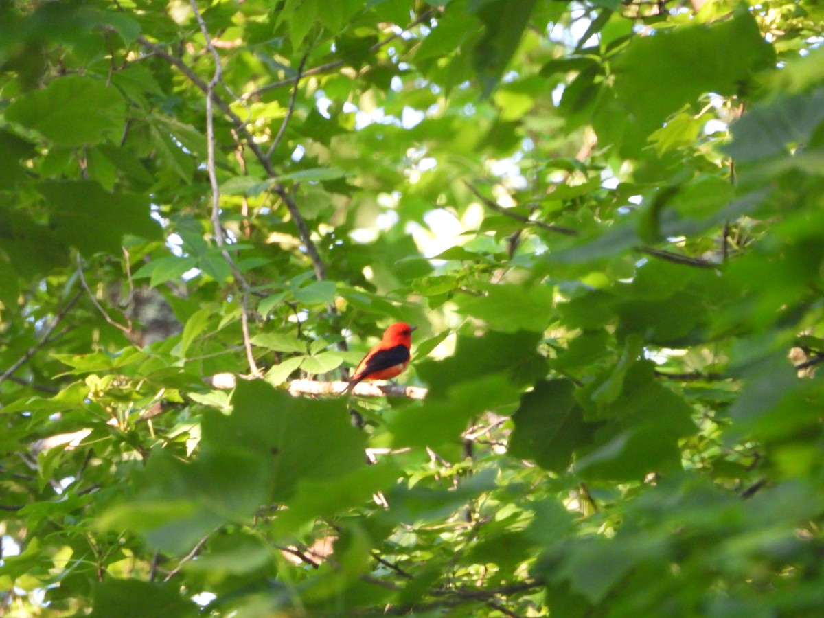 Scarlet Tanager - ML620455699