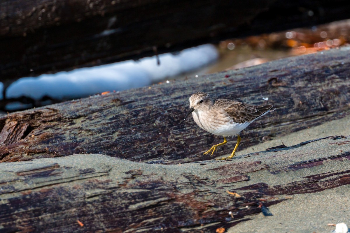 Least Sandpiper - William Clark