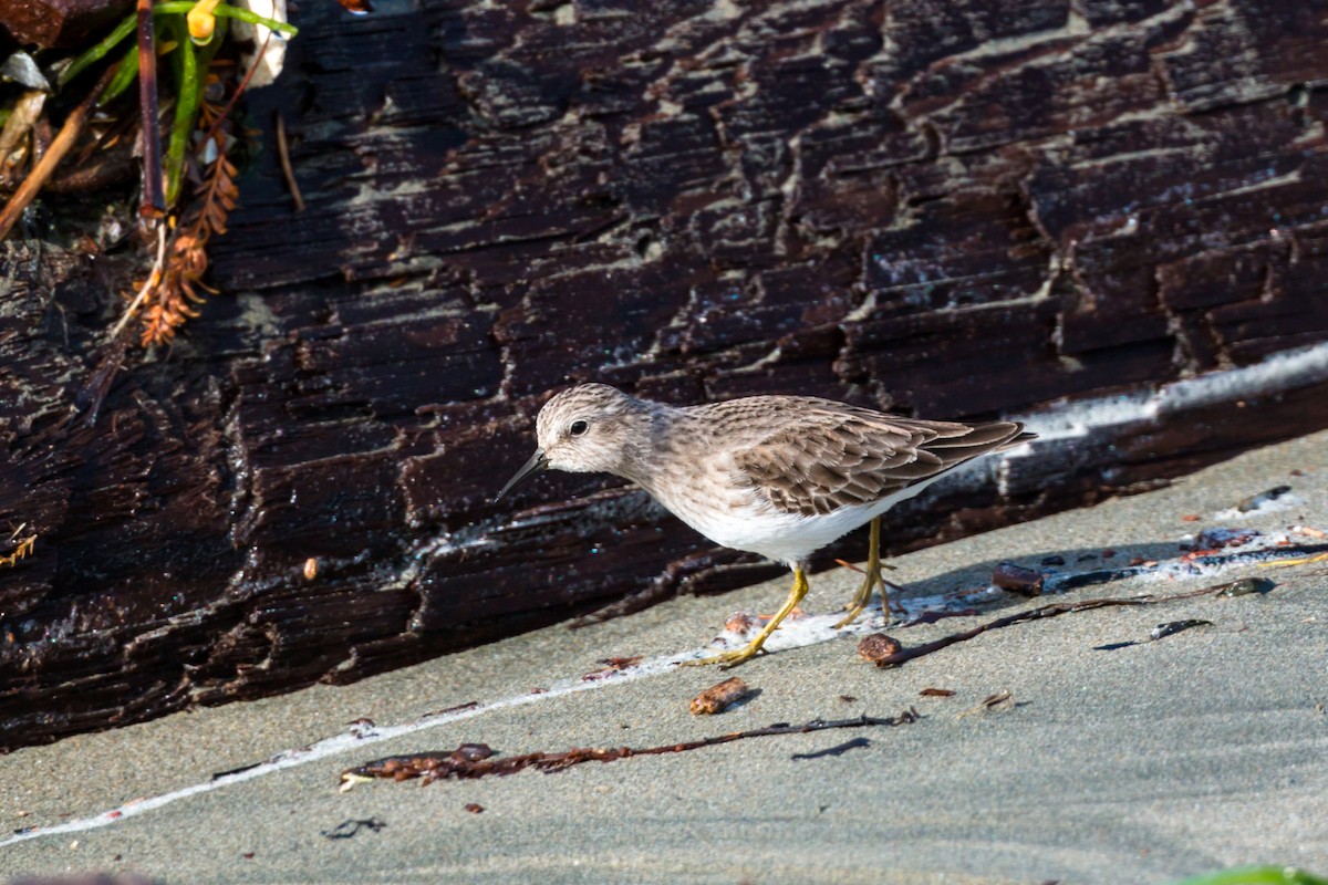 Least Sandpiper - ML620455701