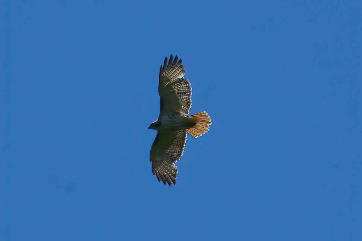 Red-tailed Hawk - ML620455707