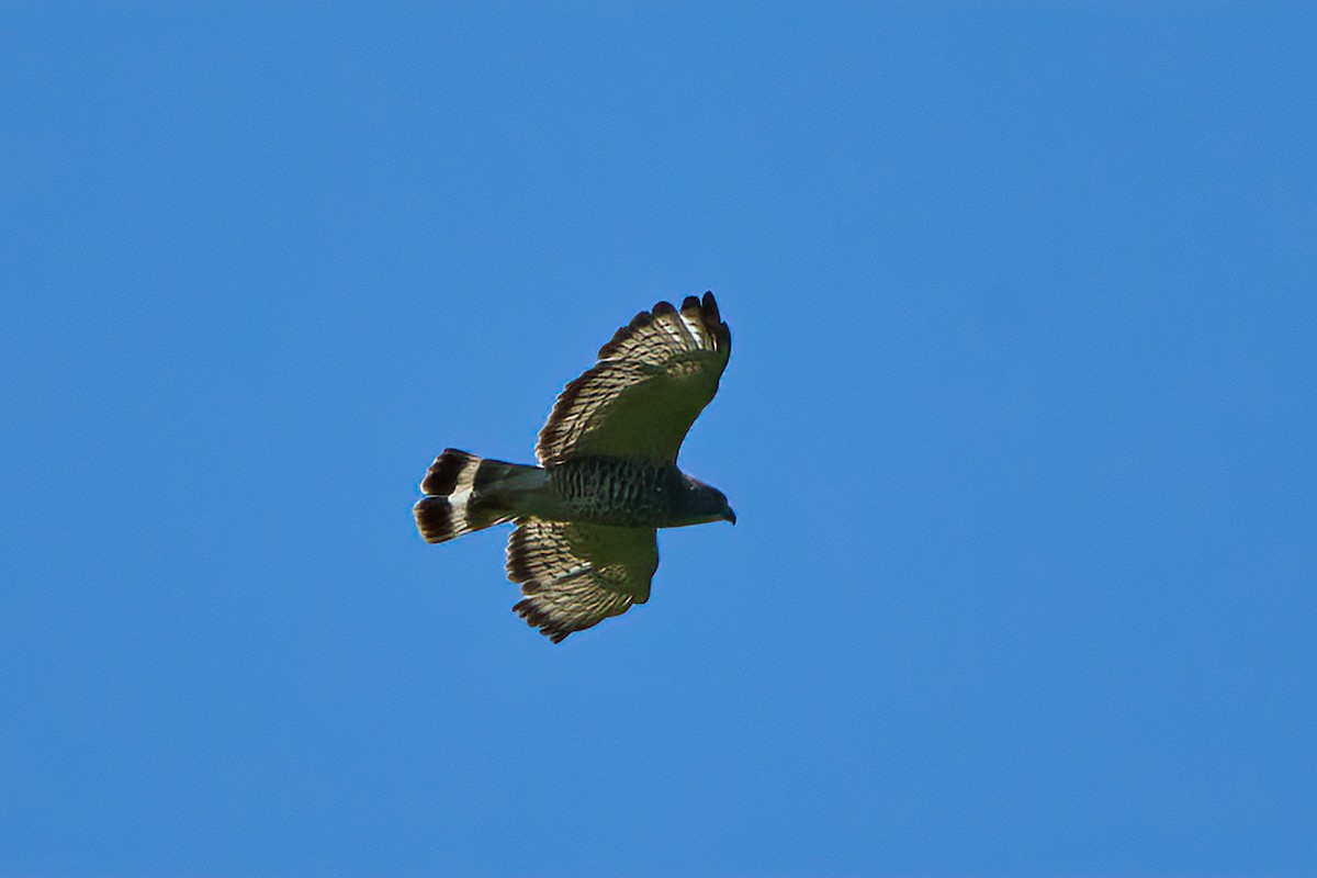 Broad-winged Hawk - ML620455710