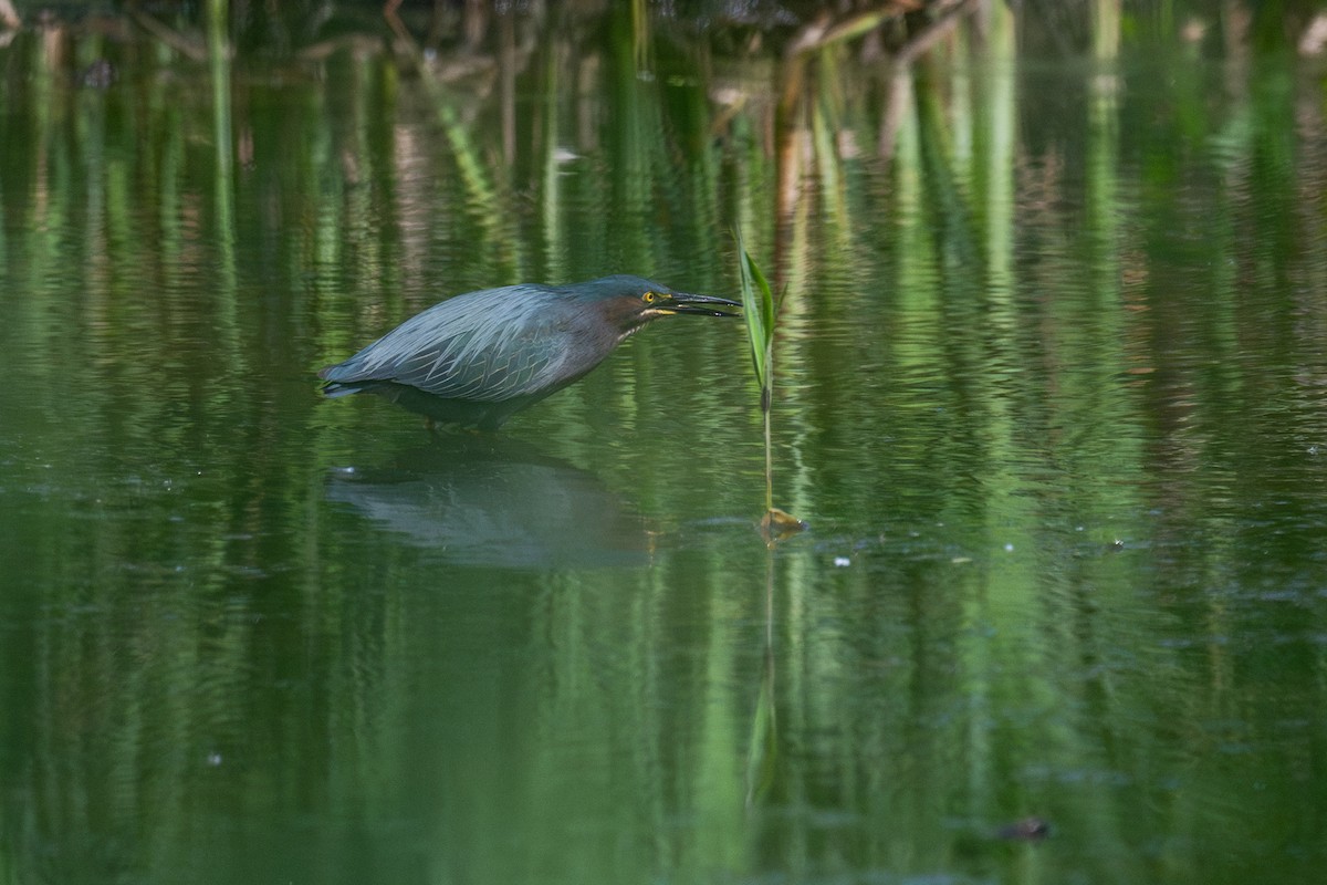 Green Heron - ML620455713