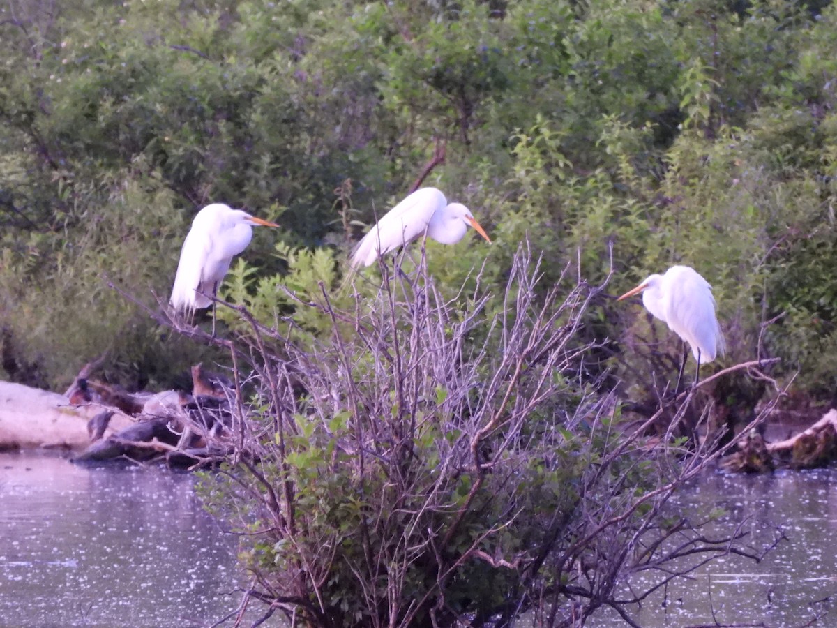 Great Egret - ML620455714