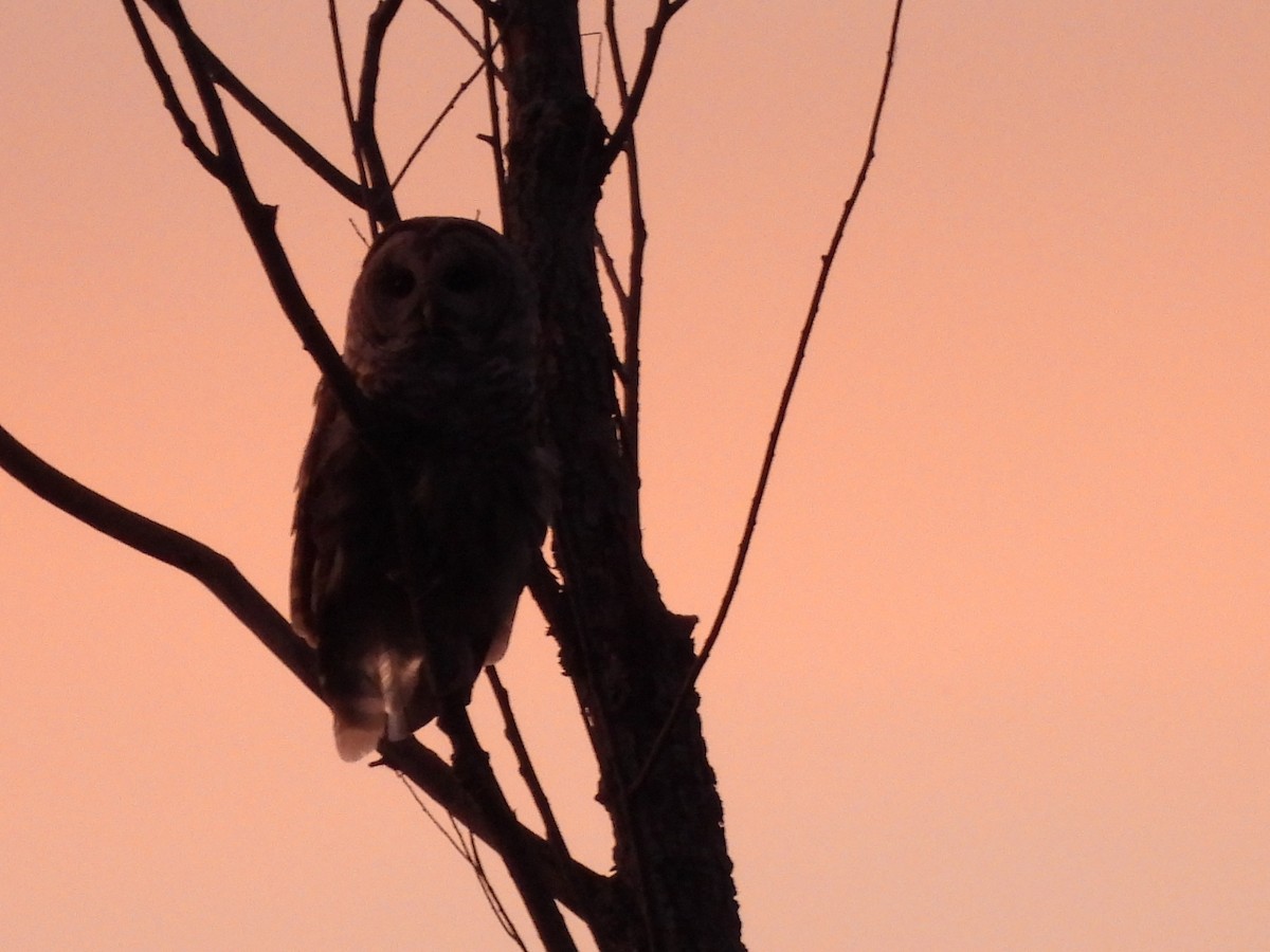 Barred Owl - ML620455718