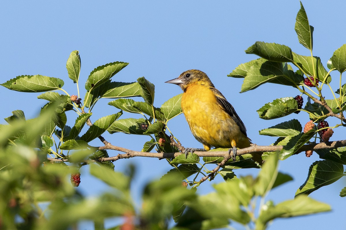 Baltimore Oriole - ML620455727