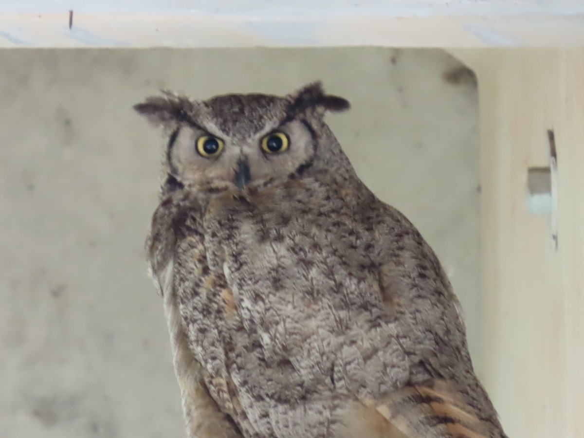 Great Horned Owl - ML620455730