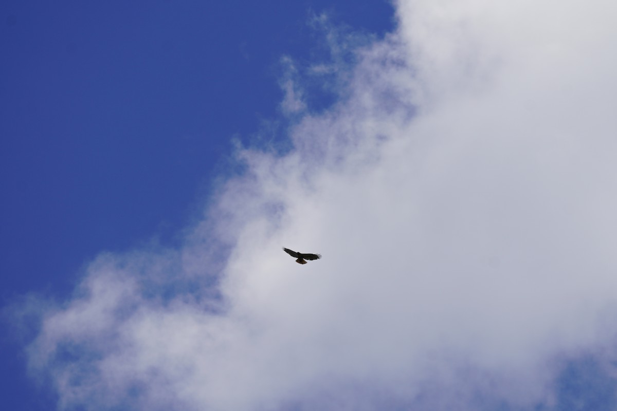 Red-tailed Hawk - ML620455733