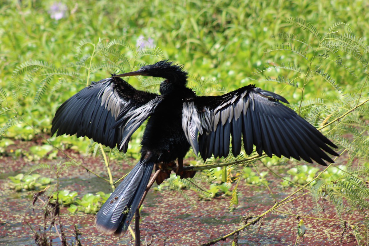 Anhinga - ML620455735