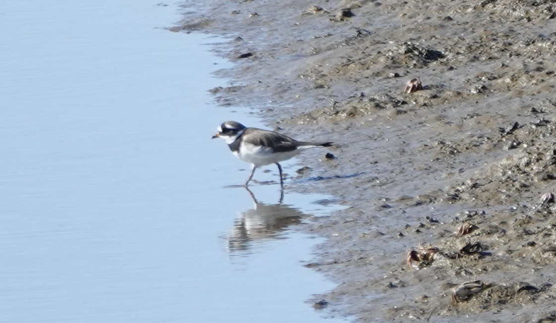 Common Ringed Plover - ML620455750