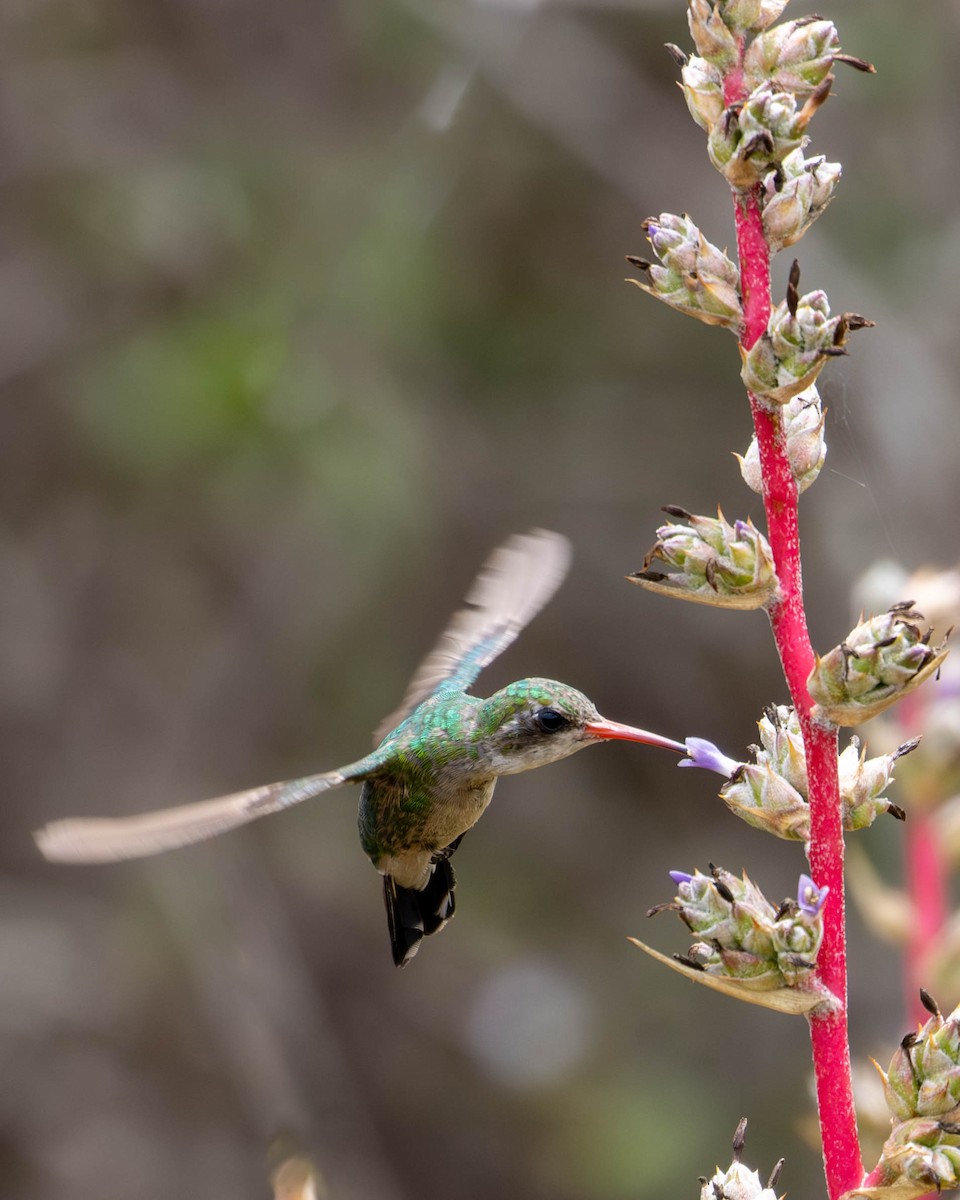 Glittering-bellied Emerald - ML620455753