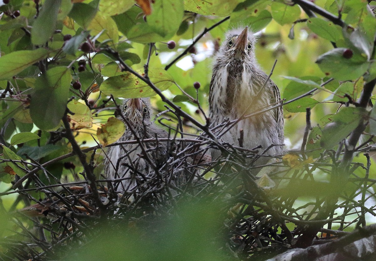 Green Heron - ML620455754