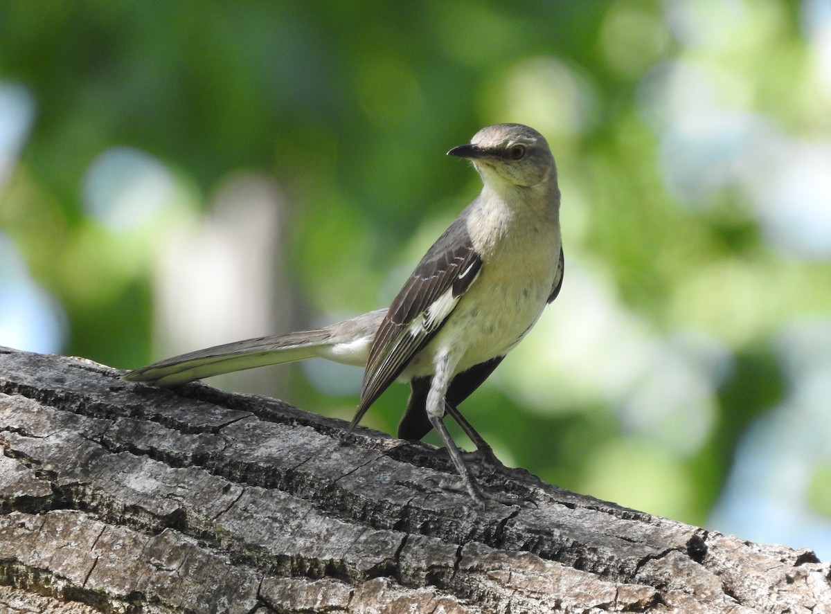 Northern Mockingbird - ML620455755