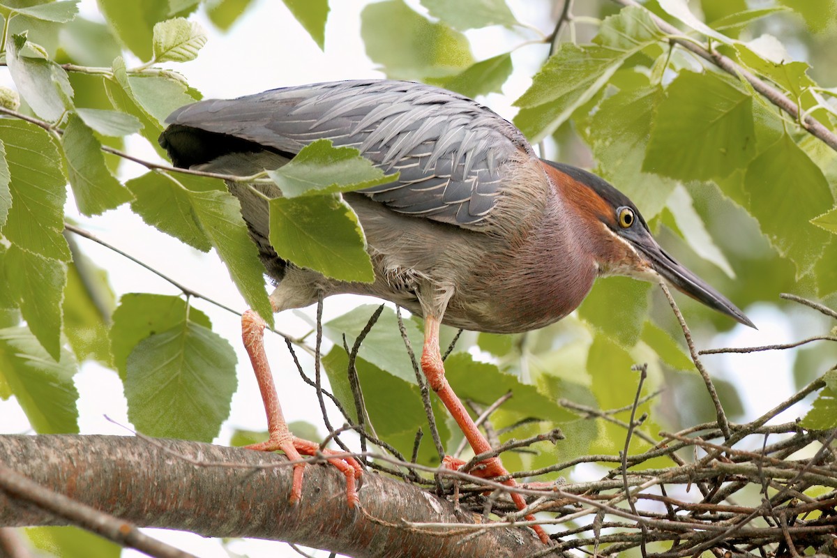 Green Heron - ML620455757