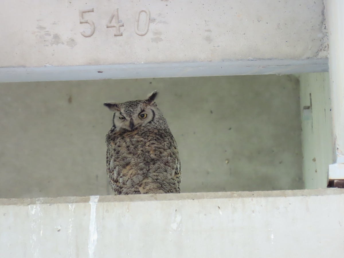 Great Horned Owl - ML620455760