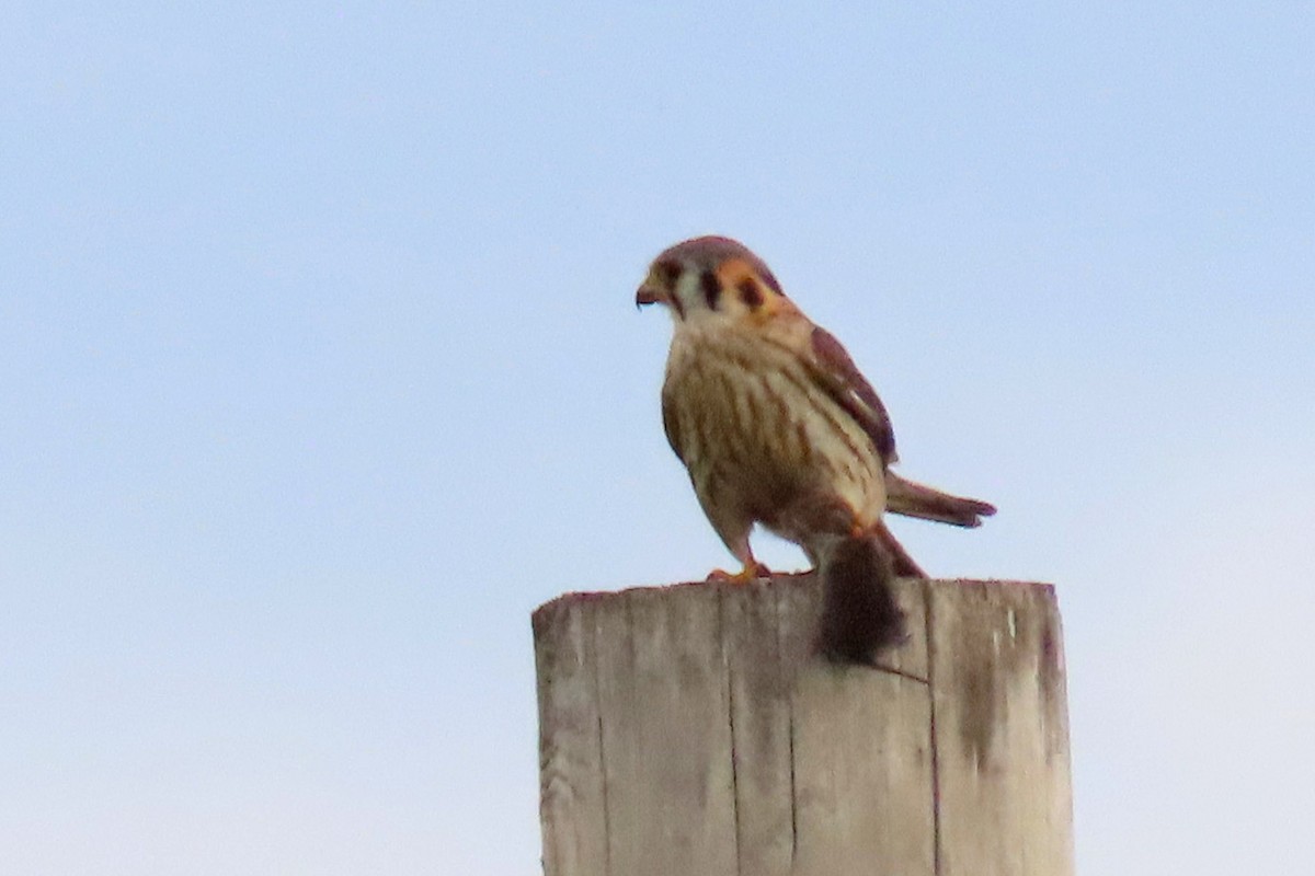 American Kestrel - ML620455771