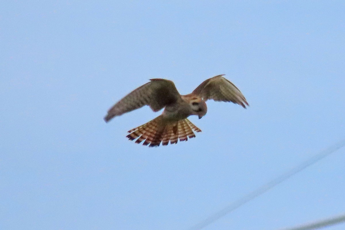 American Kestrel - ML620455772