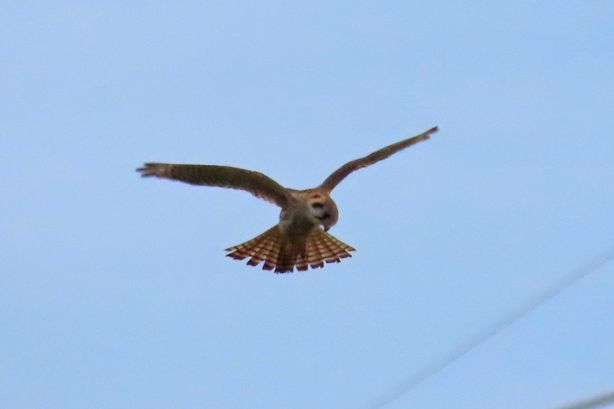 American Kestrel - ML620455773