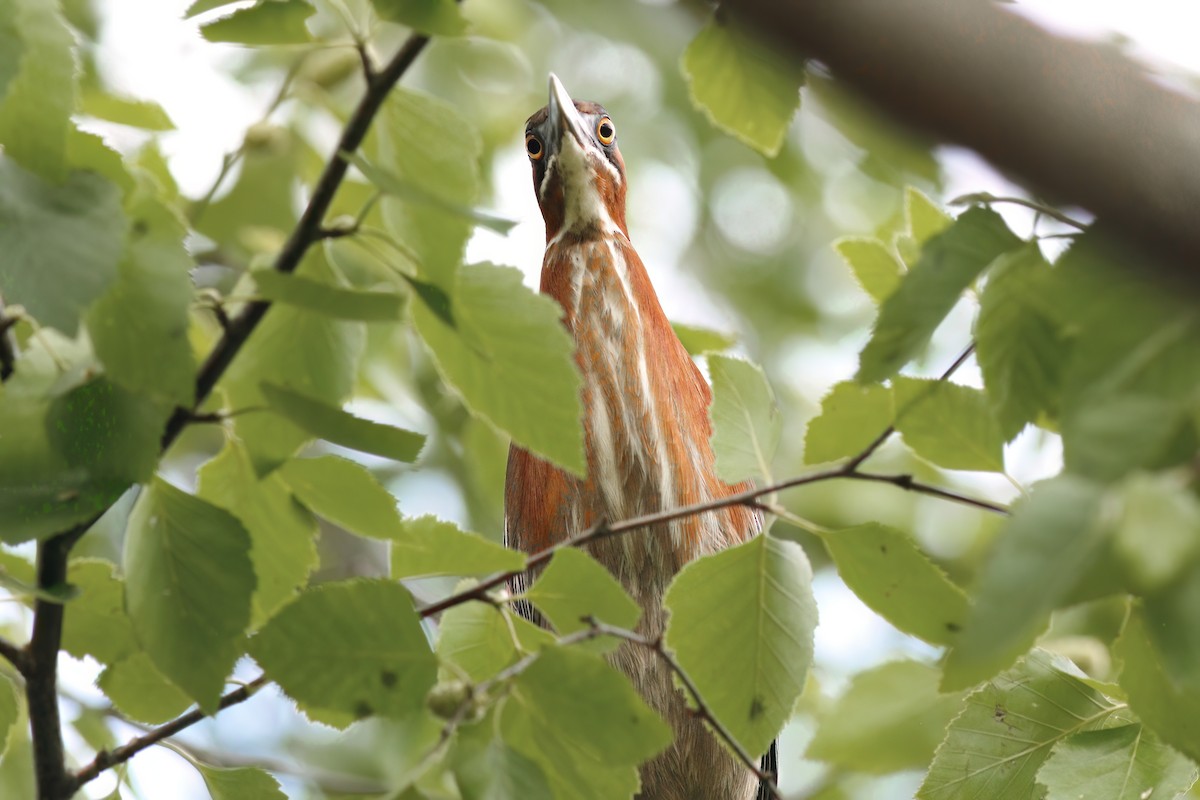 Green Heron - ML620455774