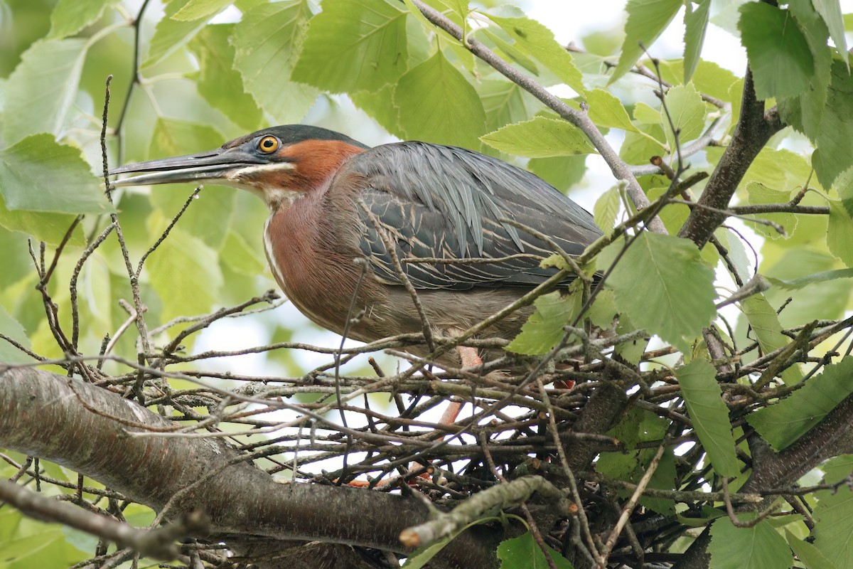 Green Heron - ML620455780